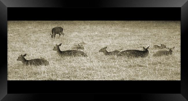 deer Framed Print by Heather Newton
