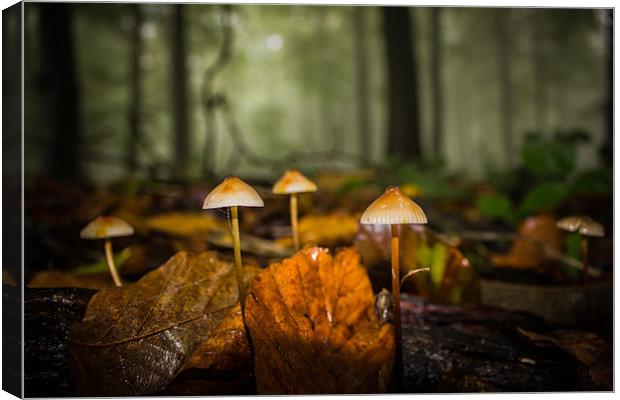 Enchanted Ink Caps Canvas Print by Ian Hufton