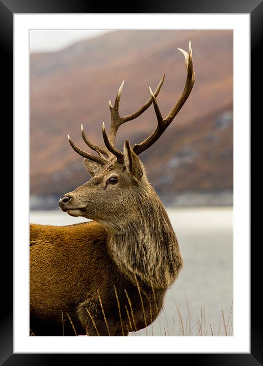 Autumnal  Red Deer Stag Framed Mounted Print by Derek Beattie
