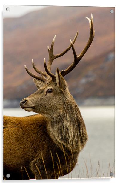 Autumnal  Red Deer Stag Acrylic by Derek Beattie