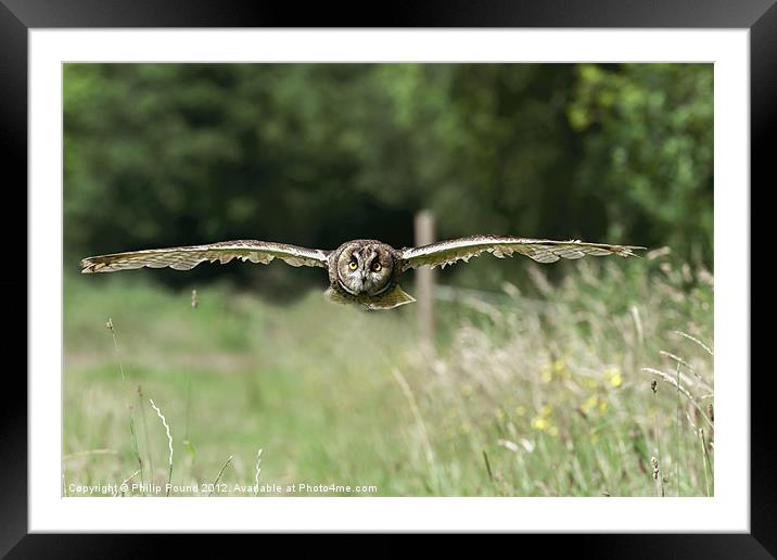 Short Eared Owl Flying Framed Mounted Print by Philip Pound