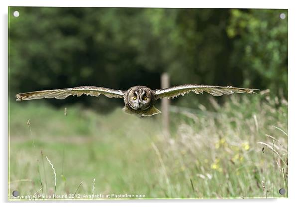 Short Eared Owl Flying Acrylic by Philip Pound