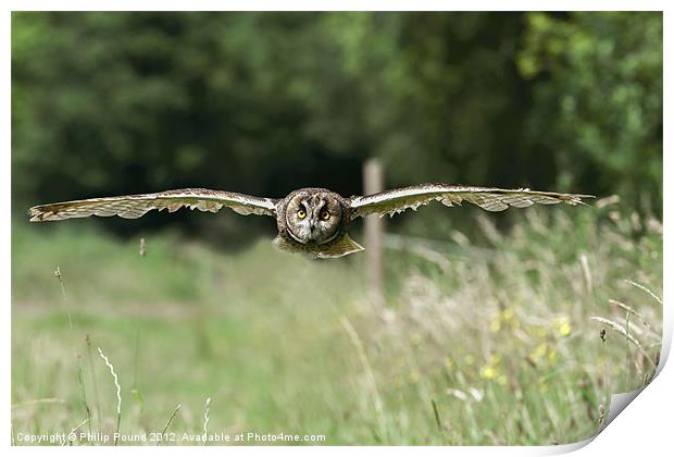 Short Eared Owl Flying Print by Philip Pound