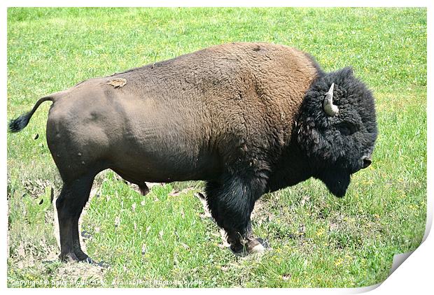 Bison Print by Larry Stolle