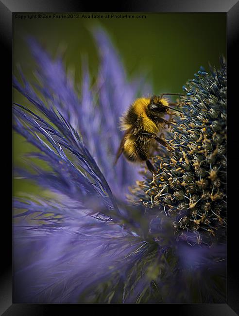 Busy Bee! Framed Print by Zoe Ferrie