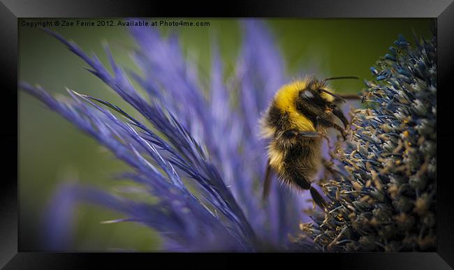 Bee on a Scottish Thistle Framed Print by Zoe Ferrie