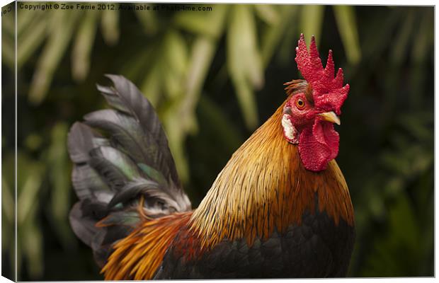 Cockerel in the Jungle Canvas Print by Zoe Ferrie