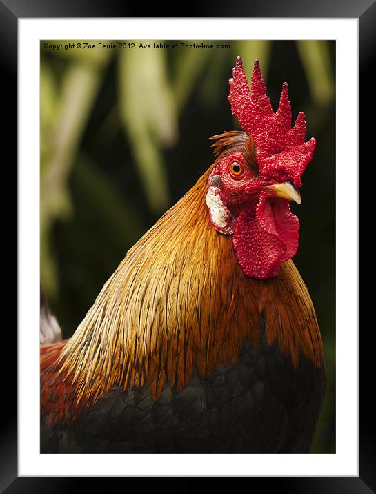 Cockerel in the Jungle Framed Mounted Print by Zoe Ferrie