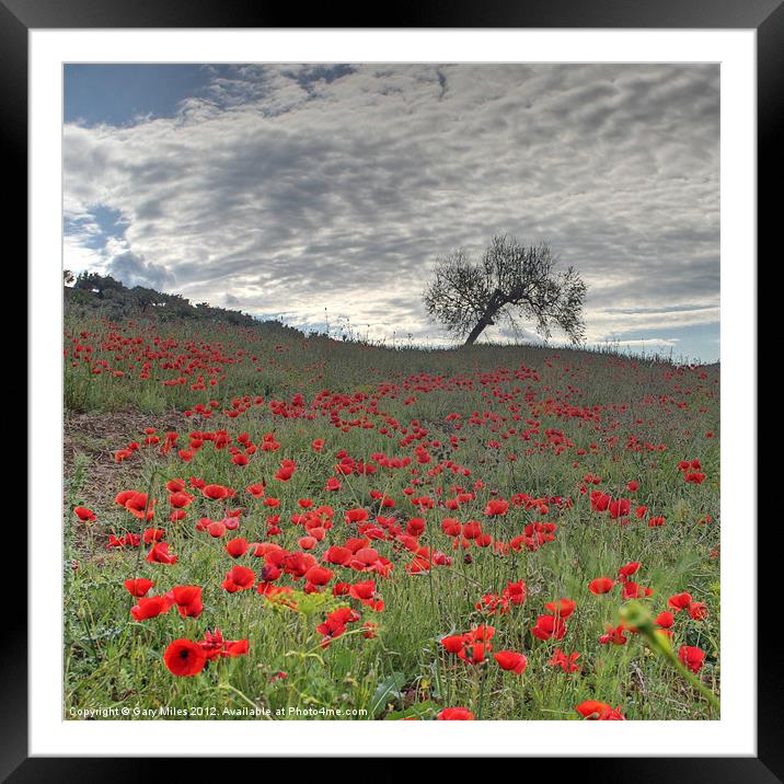 Axarquia Poppies Framed Mounted Print by Gary Miles