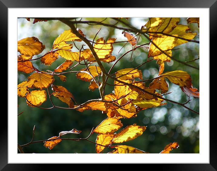 Autumn Leaves Framed Mounted Print by Noreen Linale