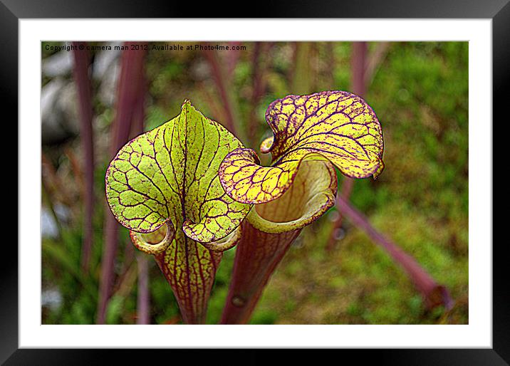 Pitcher plants Framed Mounted Print by camera man
