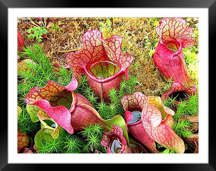 Hungry Plants Framed Mounted Print by camera man