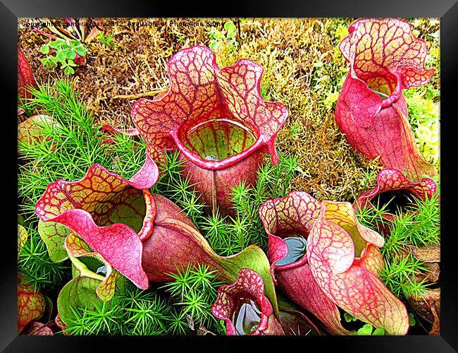 Hungry Plants Framed Print by camera man