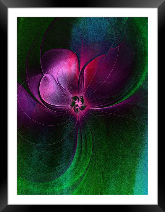 Passion Flower Framed Mounted Print by Amanda Moore