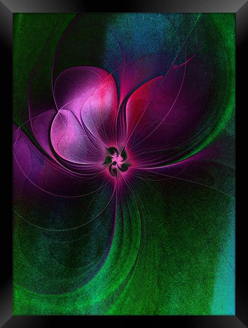 Passion Flower Framed Print by Amanda Moore