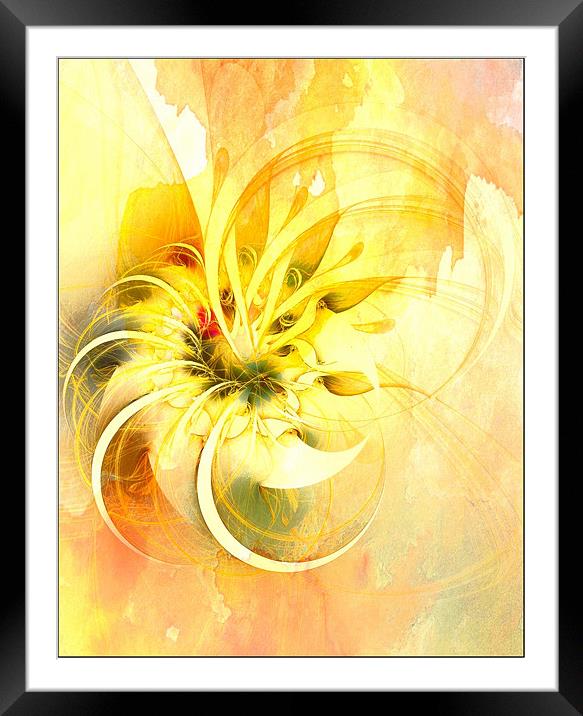 Mad about Saffron Framed Mounted Print by Amanda Moore