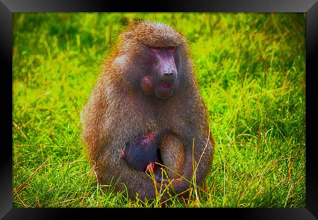 Baboon and Baby Framed Print by paul jenkinson