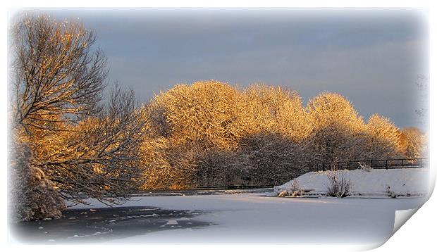winter sun Print by sue davies