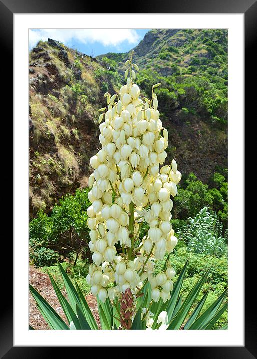 Yucca flowers in the Azores Framed Mounted Print by Malcolm Snook