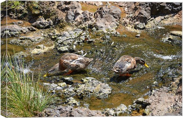 Ducks drinking in a stream Canvas Print by Malcolm Snook