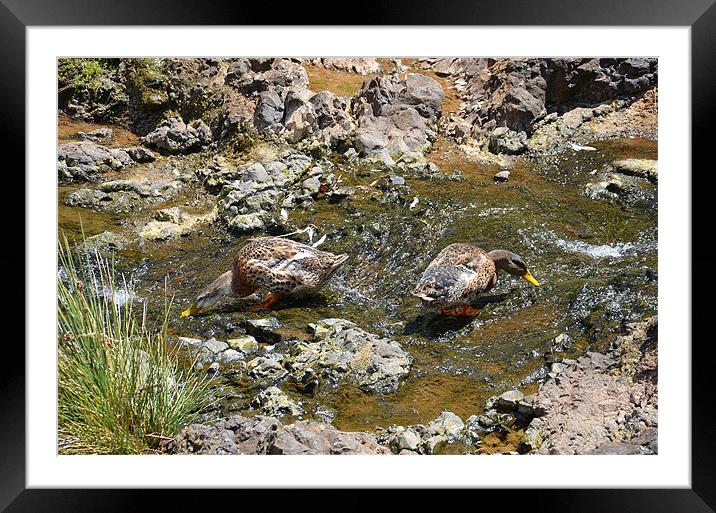 Ducks drinking in a stream Framed Mounted Print by Malcolm Snook
