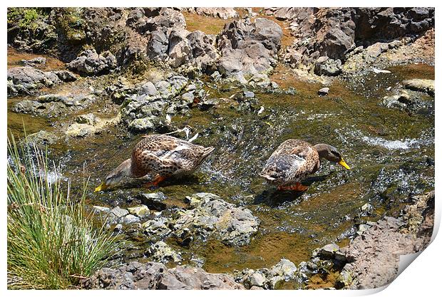 Ducks drinking in a stream Print by Malcolm Snook
