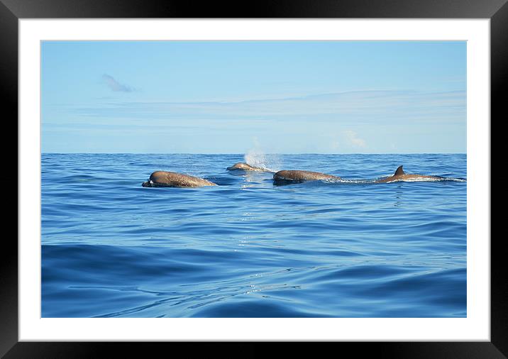 North Atlantic Bottlenose Whales Framed Mounted Print by Malcolm Snook