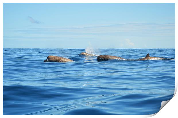 North Atlantic Bottlenose Whales Print by Malcolm Snook