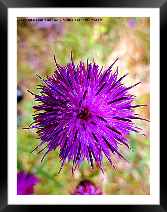 Lavender Beauty Framed Mounted Print by camera man
