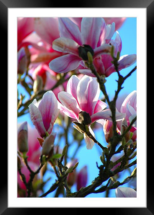 Magnolia (Magnolia soulangeana) Framed Mounted Print by Paul Judge