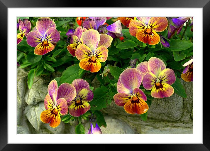 Pansy faces Framed Mounted Print by camera man