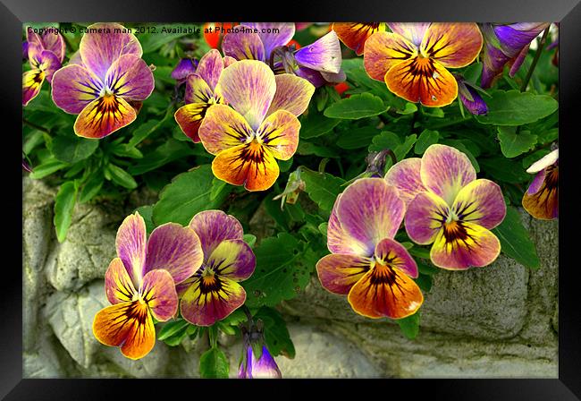 Pansy faces Framed Print by camera man