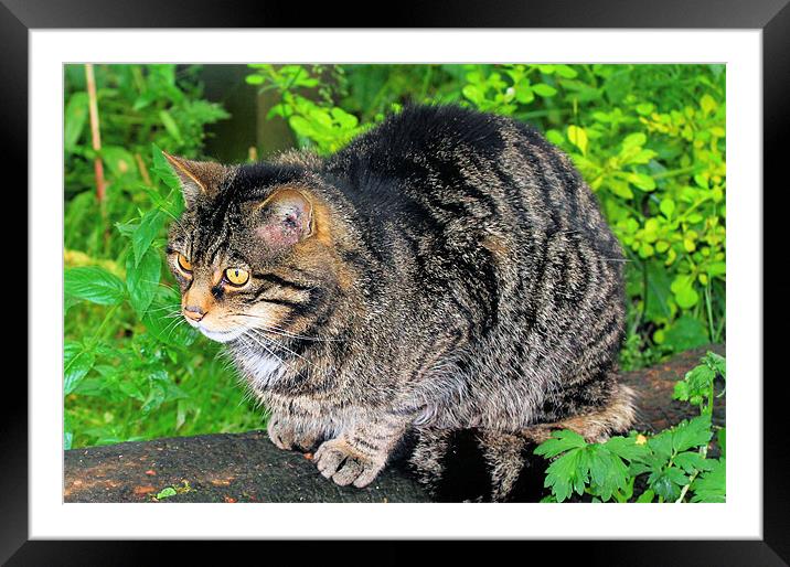 Scottish  Wild Ferral Cat Framed Mounted Print by Julie Ormiston