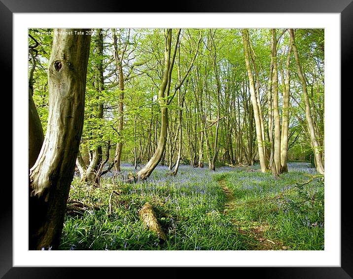 A path through the bluebells Framed Mounted Print by Janet Tate