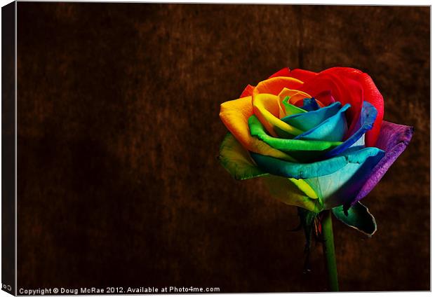 Rainbow rose Canvas Print by Doug McRae