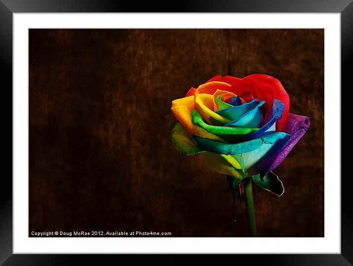 Rainbow rose Framed Mounted Print by Doug McRae