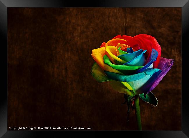 Rainbow rose Framed Print by Doug McRae