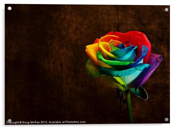 Rainbow rose Acrylic by Doug McRae