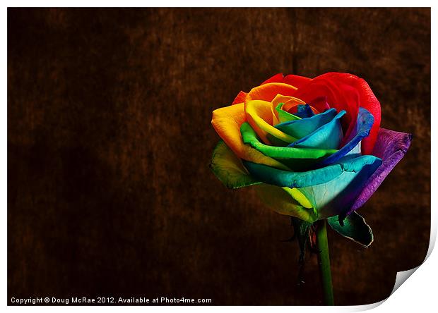 Rainbow rose Print by Doug McRae