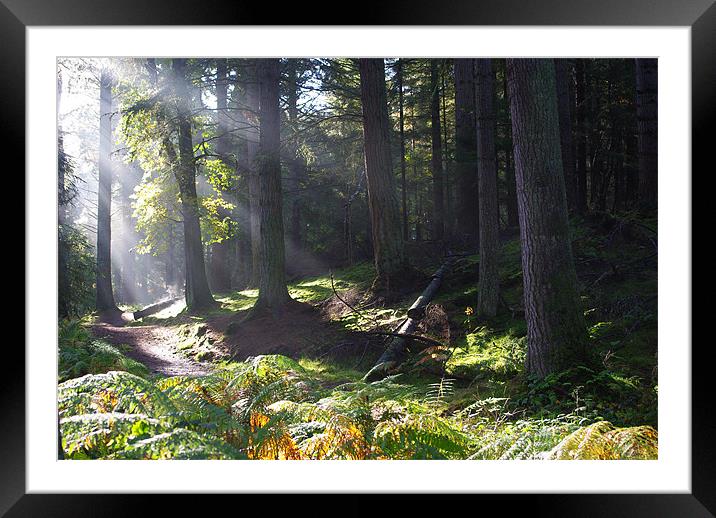 Sunrise in the Forest, Munlochy Framed Mounted Print by Lee Osborne