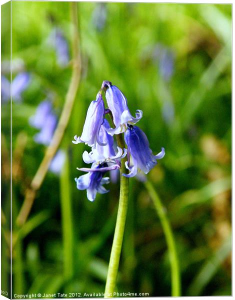 Beautiful Bluebells in Wayland Wood Canvas Print by Janet Tate