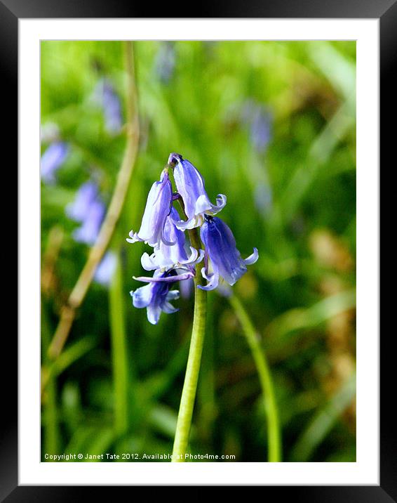 Beautiful Bluebells in Wayland Wood Framed Mounted Print by Janet Tate