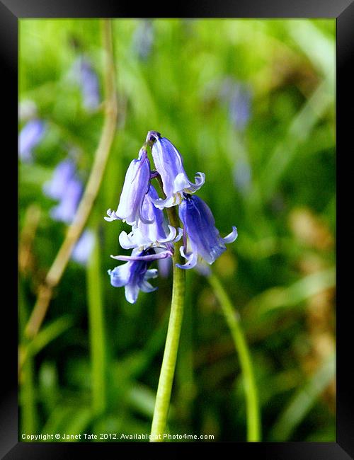 Beautiful Bluebells in Wayland Wood Framed Print by Janet Tate