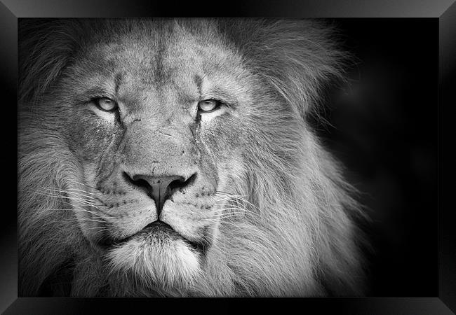 A lion staring Framed Print by Simon Wrigglesworth