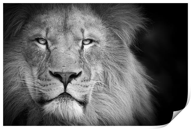 A lion staring Print by Simon Wrigglesworth