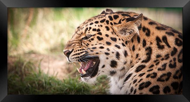 Snarling Amur leopard Framed Print by Simon Wrigglesworth