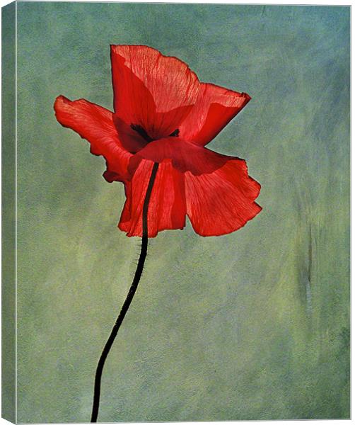 Poppy Canvas Print by Dawn Cox