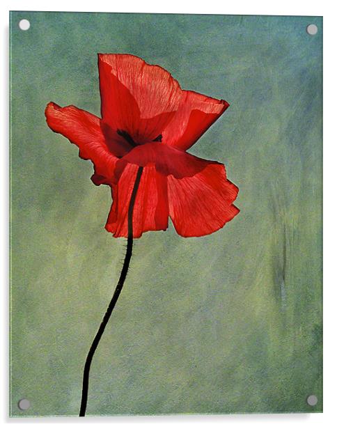 Poppy Acrylic by Dawn Cox