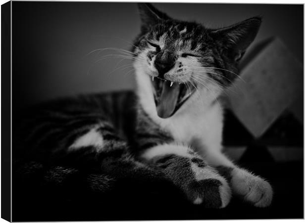 yawn Canvas Print by Jo Beerens