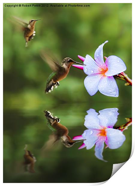 Hummingbirds and Slaughter Pink Print by Robert Pettitt